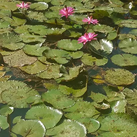 Leier * ピエシュチャニ