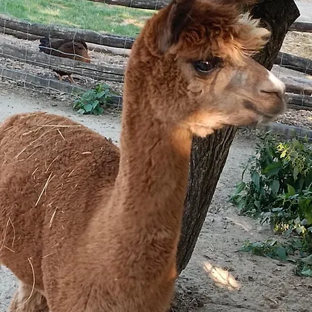 Leier شقة بييشتِني