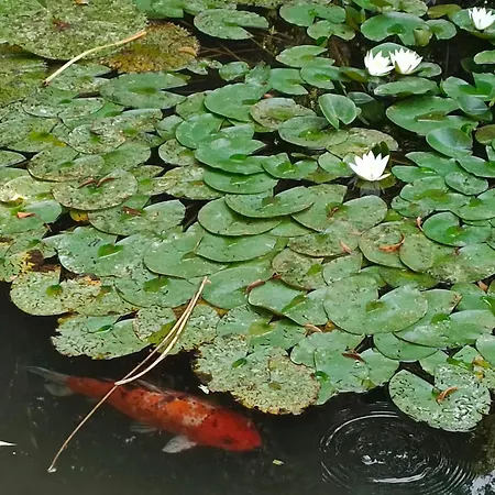 アパート Leier ピエシュチャニ