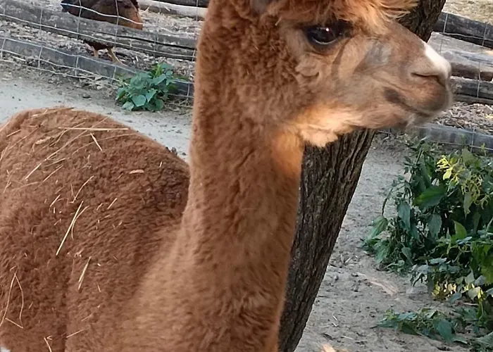 Leier Apartmán Piest'any