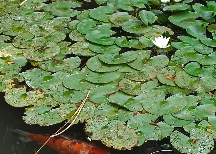 Διαμέρισμα Leier Πιεστάνυ